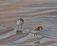 Red-capped-Plovers